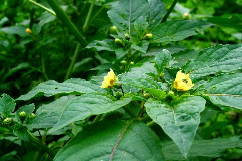 Goa Flowers - Download Goa Photos